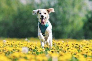 cane che corre felice sul prato pieno di fiori gialli